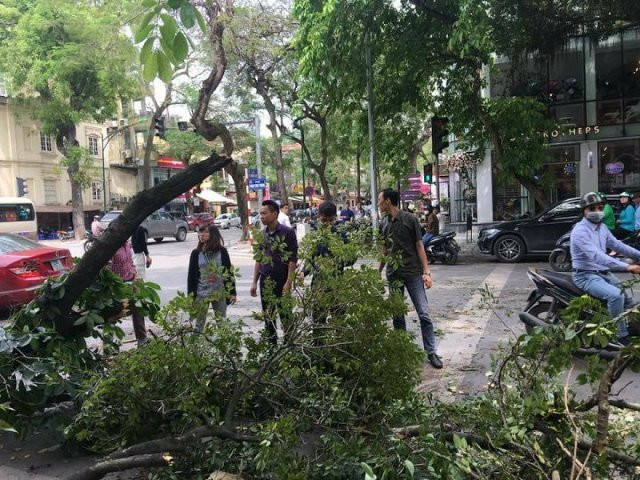 Tăng cường kiểm soát cây xanh đô thị trong mùa mưa bão