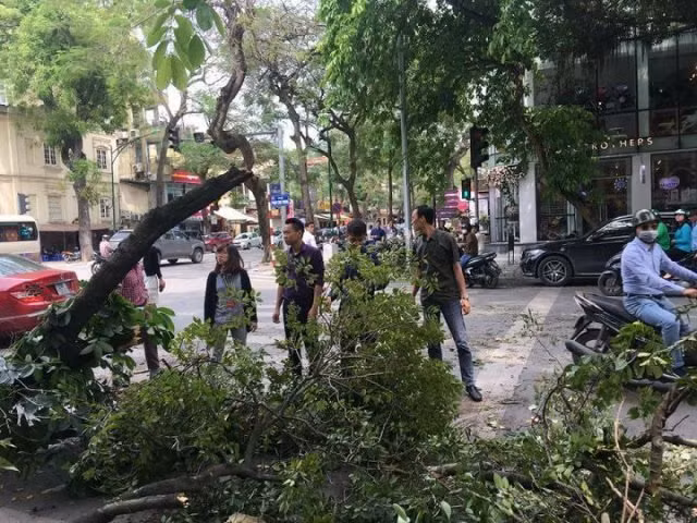 Tăng cường kiểm soát cây xanh đô thị trong mùa mưa bão