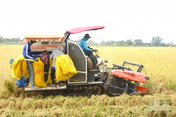 Nông nghiệp phát triển đòi hỏi chất lượng gạo phải được nâng tầm.