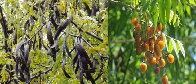 Việt Nam có thể sản xuất Saponin từ bồ hòn và bồ kết ở quy mô lớn.