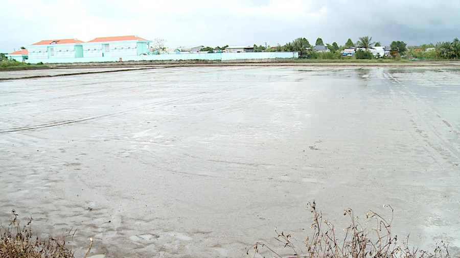 Do mưa lớn kéo dài, lúa chết hoàn toàn sau mấy lần sạ.