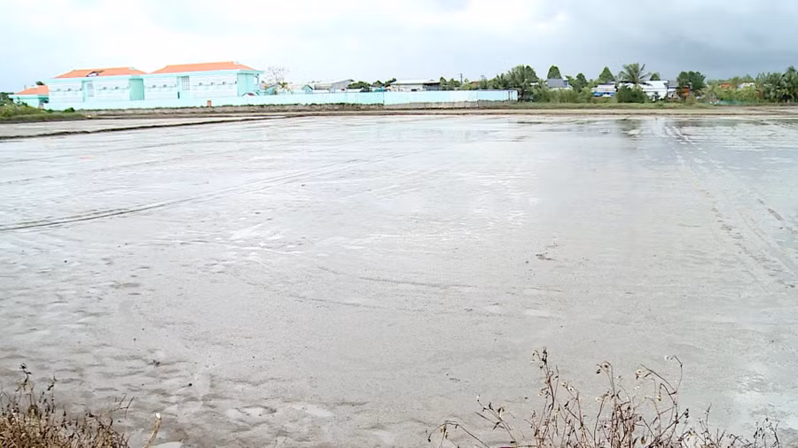 Do mưa lớn kéo dài, lúa chết hoàn toàn sau mấy lần sạ.