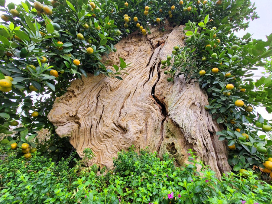 Việc phối ghép giữa gỗ, đá, chai lọ, bình… và quất được các nghệ nhân nghiên cứu rất công phu, tỉ mỉ để mỗi tác phẩm bảo đảm tính thẩm mỹ.