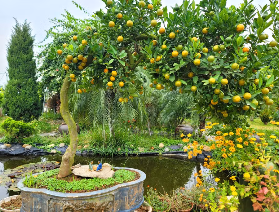 Tác phẩm 'Thảo long ngọc sáng thân tâm' với thế mạnh mẽ, uy nghi được nhà vườn Xuân Lộc trồng và nuôi dưỡng tạo dáng khoảng 8 năm.