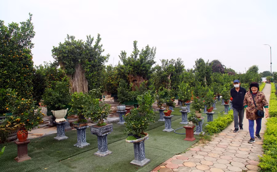 Khách hàng chọn mua quất với hy vọng tài lộc, phú quý nhân dịp đầu Xuân mới.