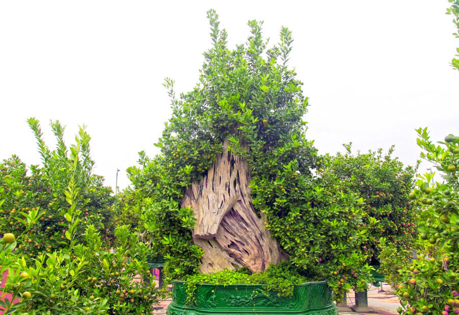 Những cây quất dáng độc lạ khoe dáng.