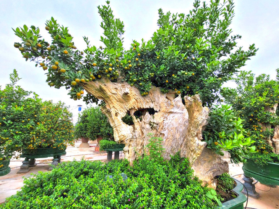 Tác phẩm &apos;đầu rồng&apos; được chủ vườn rao bán với giá gần 100 triệu đồng.