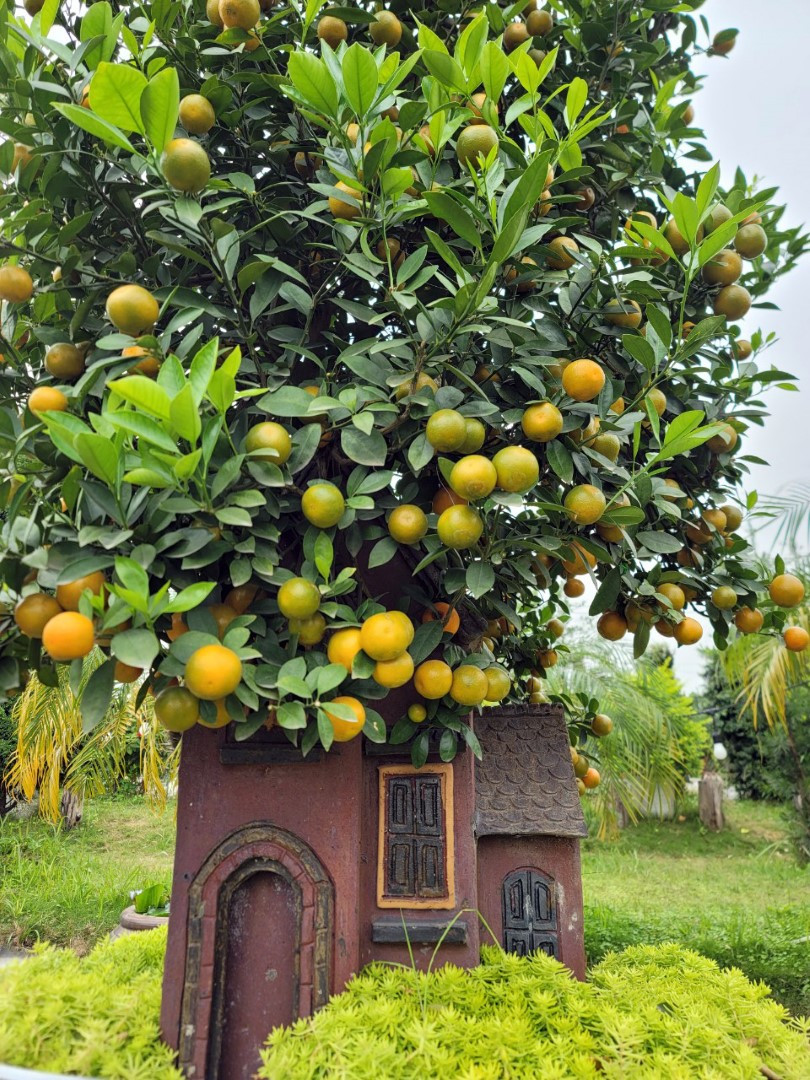 Những cây quất dáng độc lạ khoe dáng.