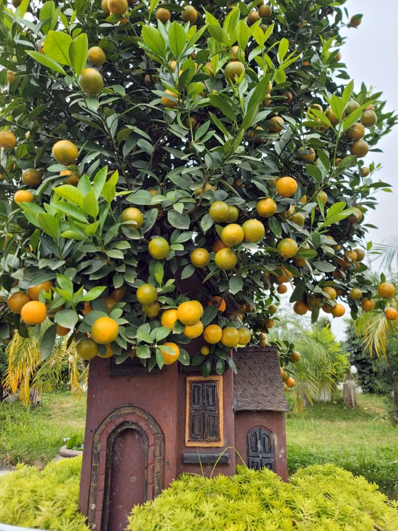 Những cây quất dáng độc lạ khoe dáng.