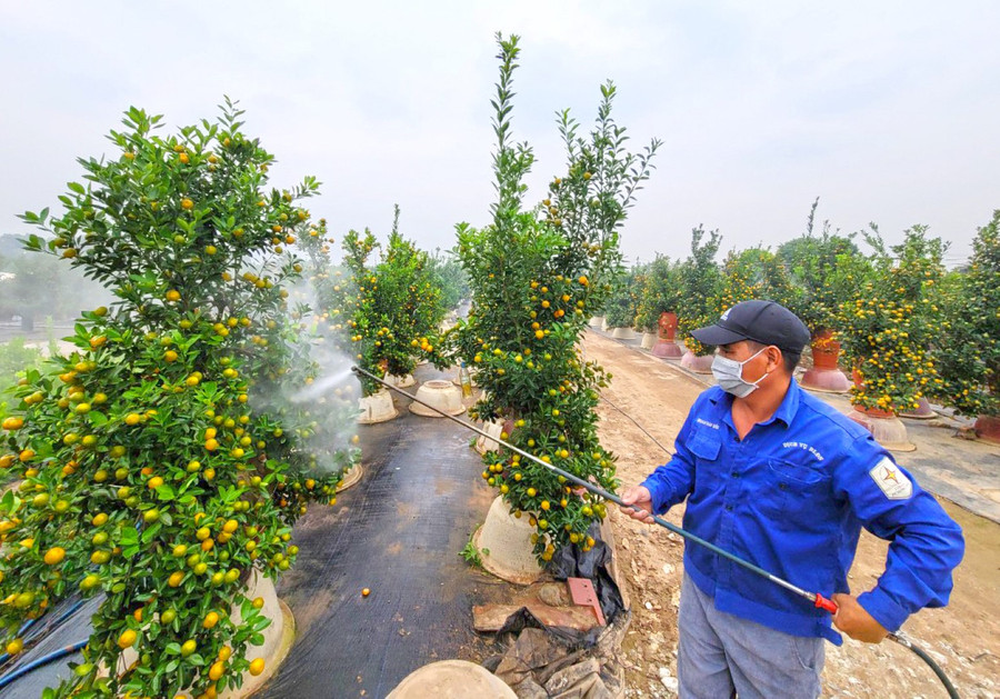Để có được những cây quất bonsai ưng ý đòi hỏi những người làm vườn phải tỉ mỉ, sáng tạo hơn. Mỗi cây có chế độ chăm sóc, uốn nắn, cắt tỉa khác nhau đảm bảo cây phát triển tốt, đẹp, bắt mắt.