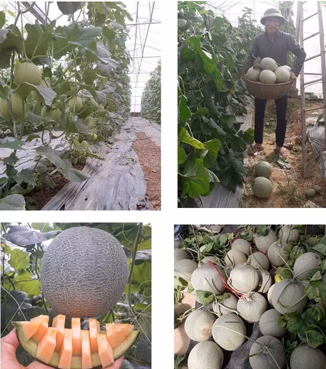 Dưa sử dụng phân bón vi lượng cho năng suất và chất lượng tốt.