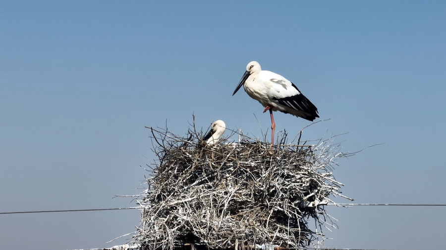 Đây cũng là khu vực rất giàu tài nguyên thực vật, với 685 loài cây, trong đó có 193 loài thực vật hạt giống hoang dã. Đây cũng là khu vực rất giàu tài nguyên thực vật, với 685 loài cây, trong đó có 193 loài thực vật hạt giống hoang dã.