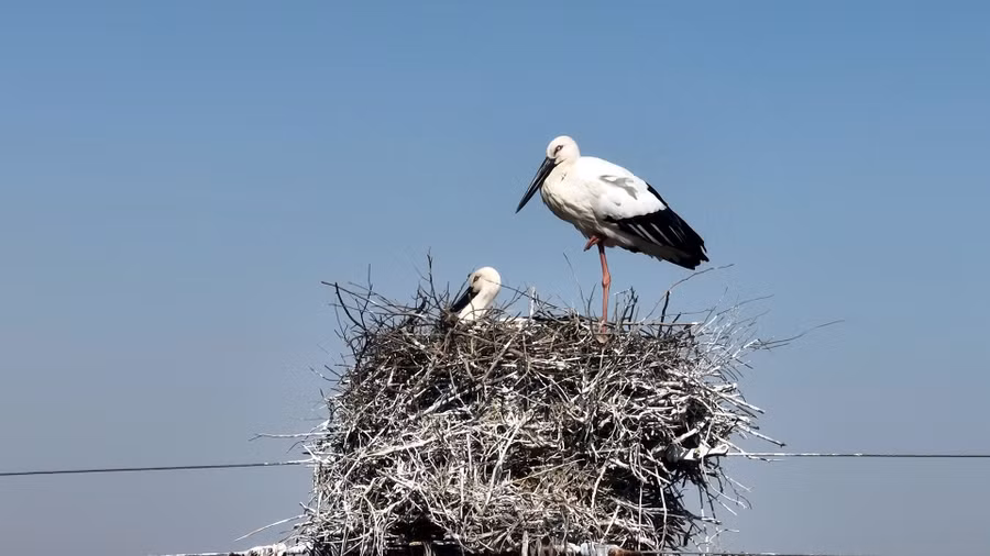 Đây cũng là khu vực rất giàu tài nguyên thực vật, với 685 loài cây, trong đó có 193 loài thực vật hạt giống hoang dã.