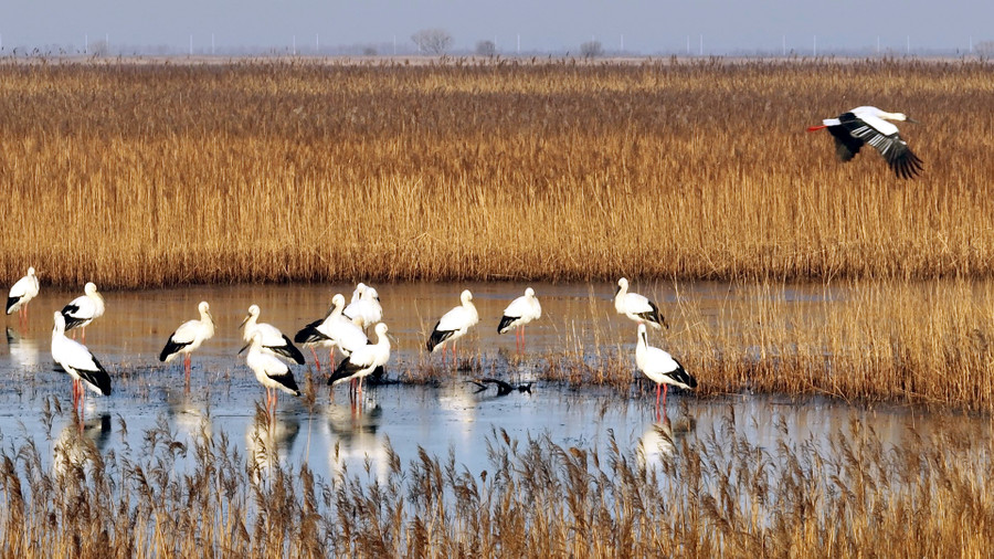 Đây là trạm trung chuyển quan trọng, nơi trú đông và sinh sản của các loài chim trên thế giới. Đây là trạm trung chuyển quan trọng, nơi trú đông và sinh sản của các loài chim trên thế giới.