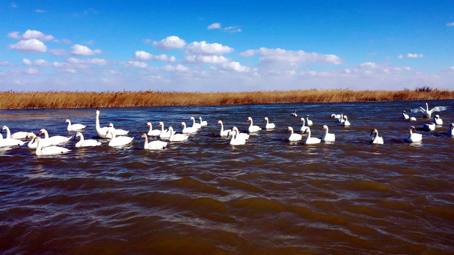 Sông Hoàng Hà luôn cung cấp một lượng lớn trầm tích lắng đọng ở đây, khiến nó trở thành vùng đất ngập nước kiến tạo mới nhất ở Trung Quốc. Sông Hoàng Hà luôn cung cấp một lượng lớn trầm tích lắng đọng ở đây, khiến nó trở thành vùng đất ngập nước kiến tạo mới nhất ở Trung Quốc.