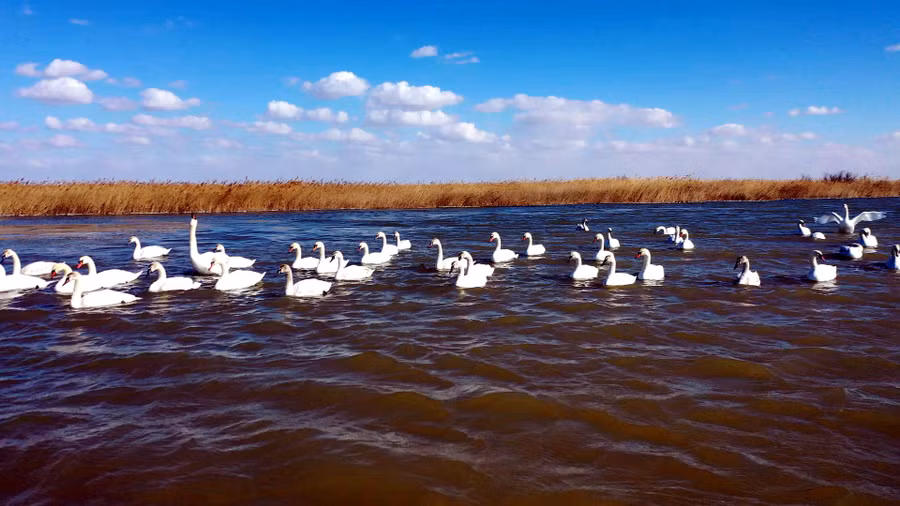 Sông Hoàng Hà luôn cung cấp một lượng lớn trầm tích lắng đọng ở đây, khiến nó trở thành vùng đất ngập nước kiến tạo mới nhất ở Trung Quốc.