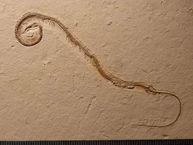 Mẫu hóa thạch hiện đang được bảo quản rất tốt