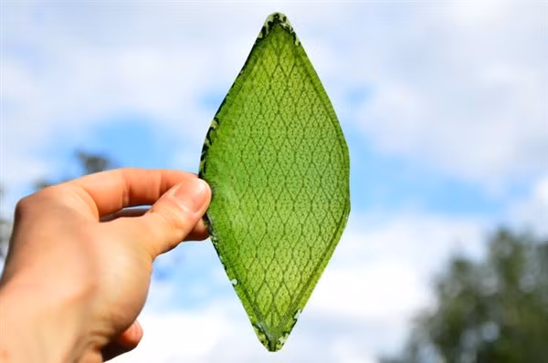 Lá BioSolar của công ty Arborea được tạo thành từ vi tảo, thực vật phù du và thực vật cực nhỏ.