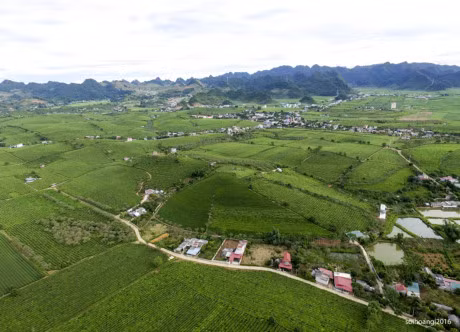 Ngam cao nguyen Moc Chau tu khinh khi cau - Anh 6