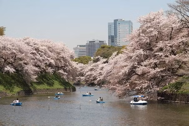 5. Kênh Chidorigafuchi, Tokyo, Nhật Bản. Con kênh nằm trong Imperial Palace là một trong những địa điểm ngắm hoa anh đào nổi tiếng của Nhật Bản.