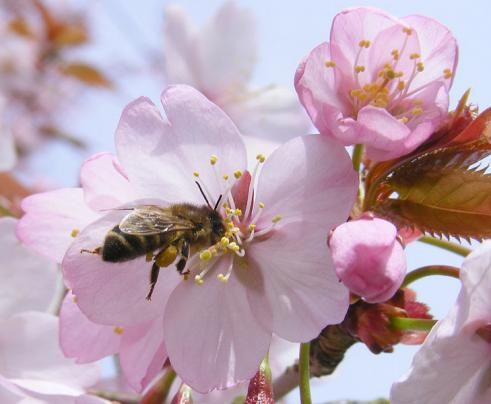 Trong khi thành phố không lưu giữ nhiều nét văn hóa kể từ sau khi nước Đức thống nhất, thì những con đường hoa anh đào ở Bonn vẫn được lưu giữ theo thời gian.