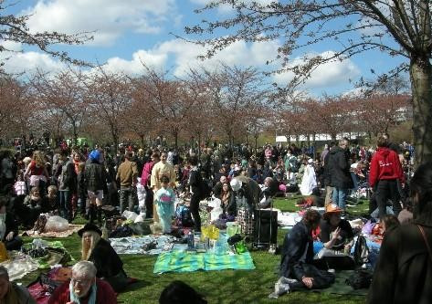 Lễ hội kéo dài trong 2 ngày diễn ra tại công viên Langelinie, công viên nổi tiếng với những bức tượng nàng tiên cá. Do những cây hoa anh đào còn nhỏ, nên những bông hoa sẽ đẹp hơn và nhiều hơn theo từng năm tại đây. Năm nay lễ hội sẽ diễn ra vào ngày 25 đến 26 tháng 4.