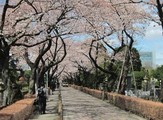 3. Nghĩa trang Aoyama, Tokyo, Nhật Bản. Nghĩa trang Aoyama là địa danh trang nghiêm chôn cất nhiều nhân vật lịch sử của Nhật Bản, với một con đường được phủ kín bởi hàng trăm cây hoa anh đào 2 bên đường.