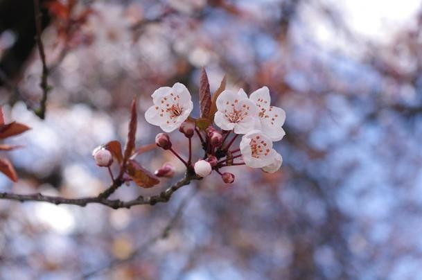 Tham gia vào lễ hội, bạn sẽ có dịp thưởng thức 40.000 cây hoa anh đào, với màu sắc đa dạng. Lễ hội kéo dài trong một tháng với hàng loạt sự kiện lớn đi kèm như đua xe đạp đến các lớp học nghệ thuật. Năm nay lễ hội sẽ diễn ra từ mùng 2 đến 29 tháng 4.