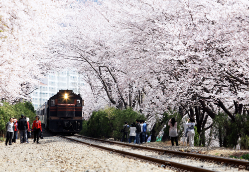 7. Lễ hội hoa anh đào Jinhae, Hàn Quốc. Jinhae là lễ hội hoa anh đào lớn nhất tại Hàn Quốc, thu hút hàng triệu người tham gia mỗi năm. Lễ hội kéo dài 10 ngày, du khách có thể thoải mái chiêm ngưỡng những con đường hoa bất tận kèm theo những màn biểu diễn đường phố, quầy lễ hội, đén ánh sáng, diễu hành quân sự…