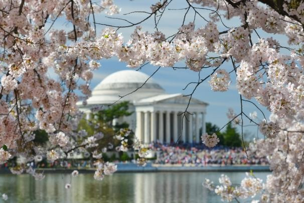 1. Lễ hội hoa anh đào quốc tế tại Washington DC, Mỹ. Festival nổi tiếng thế giới với hơn 3000 loại hoa được trưng bày, đi kèm với nhiều sự kiện và các triển lãm văn hóa.