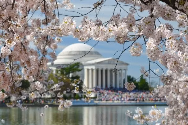 1. Lễ hội hoa anh đào quốc tế tại Washington DC, Mỹ. Festival nổi tiếng thế giới với hơn 3000 loại hoa được trưng bày, đi kèm với nhiều sự kiện và các triển lãm văn hóa.
