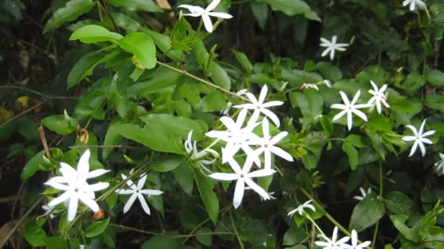 Cây chè vằng mọc hoang.