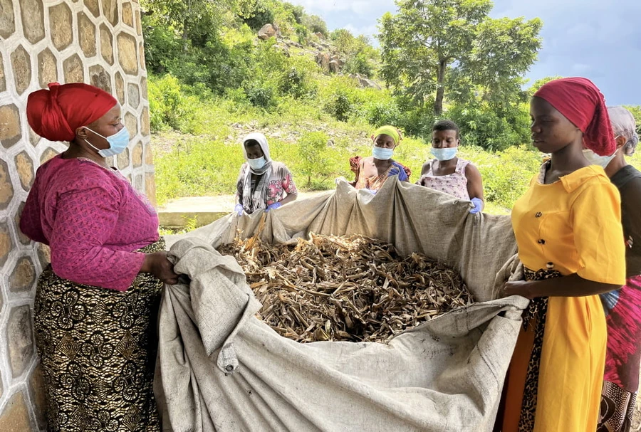 Phụ nữ ở Tanzania với chất thải nông nghiệp đã sẵn sàng được khử trùng để trồng nấm. Ảnh: Nocamels