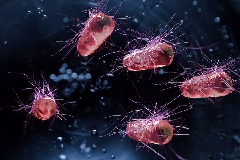 Các nhà khoa học đã kết hợp CXCL16 với một chemokine khác - CCL20.