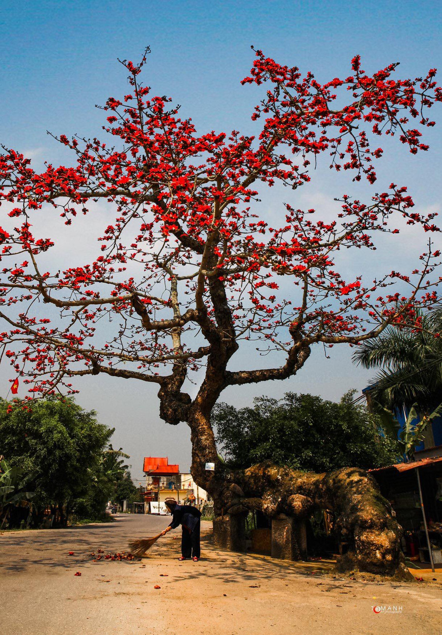 Cây gạo gù nổi tiếng ở tỉnh Thái Bình. Cây gạo gù nổi tiếng ở tỉnh Thái Bình.