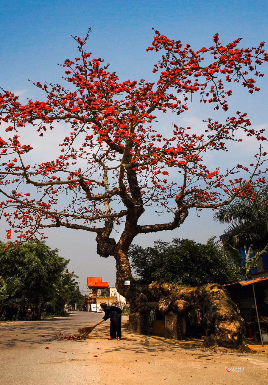 Cây gạo gù nổi tiếng ở tỉnh Thái Bình.