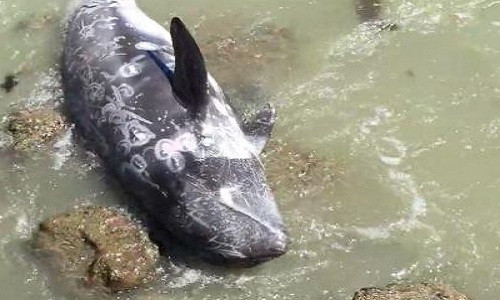 Con cá heo mắc trên bãi đá. Ảnh: The Dolphin Project. VNE-Terrified-Dolphin-Throws-H-8063-2808