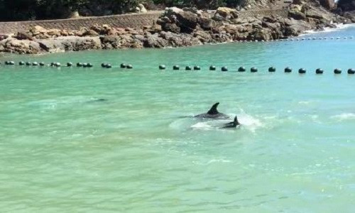 Cá heo Risso hoảng sợ bơi quanh bãi quây. Ảnh: The Dolphin Project. VNE-Terrified-Dolphin-Throws-H-7334-4004