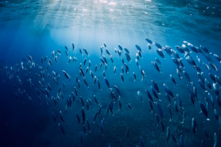 70% đại dương thiếu oxy