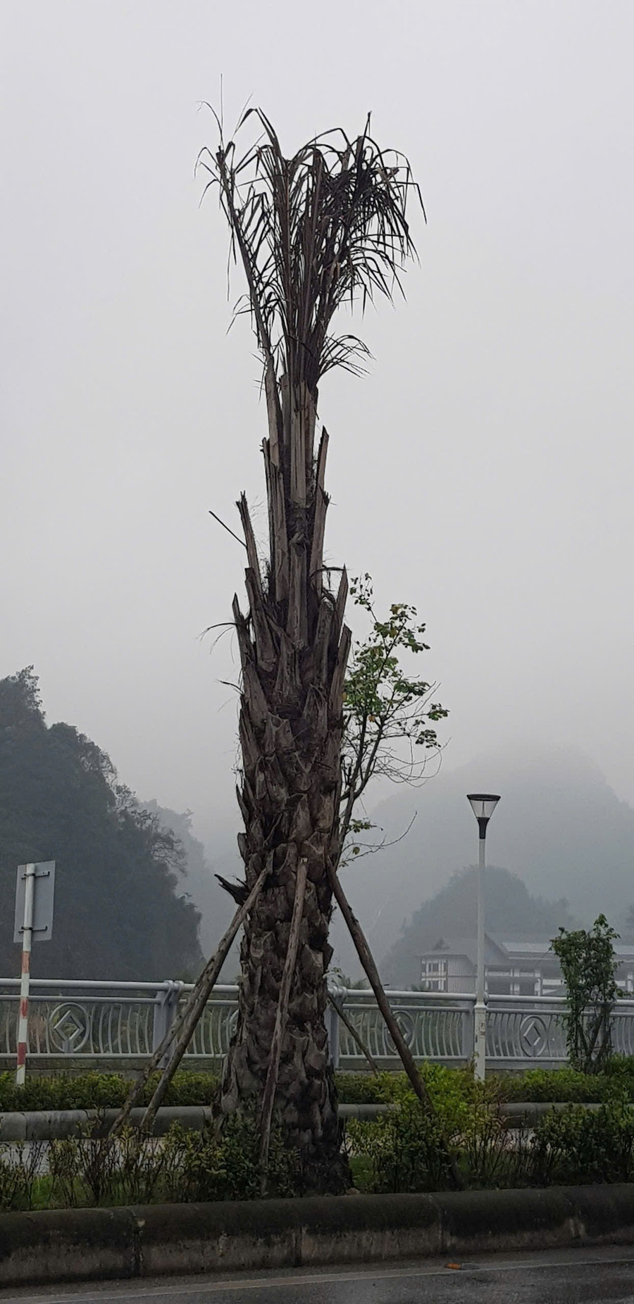 Nhiều cây đã khô từ lâu. z6499840648811-87819bfec1b6fee9f4127cc6ee2e17bd.jpg