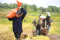 Nhộn nhịp mùa gặt vùng cao Tây Bắc