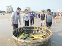 Ngư dân Hà Tĩnh trúng đậm mẻ cá vàng dương, thu lợi hơn 300 triệu đồng