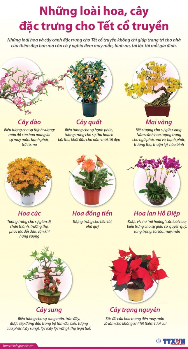 [Infographic] Những loài hoa, cây đặc trưng cho Tết cổ truyền ảnh 1