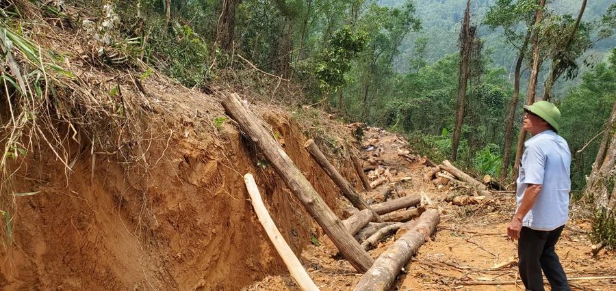 Đơn vị trúng thầu khai thác rừng trồng, chặt luôn cây bản địa trong rừng phòng hộ.