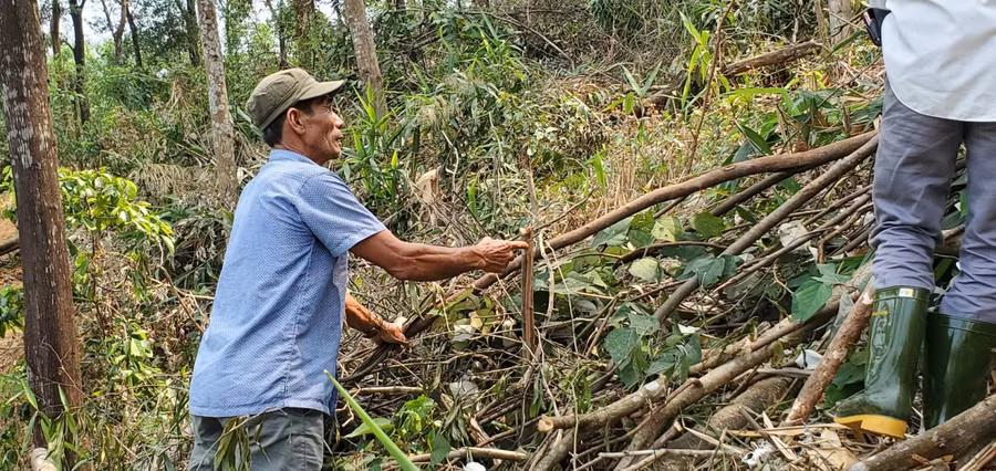 Nhiều cây bản địa bị đốn hạ tại rừng trồng phòng hộ.