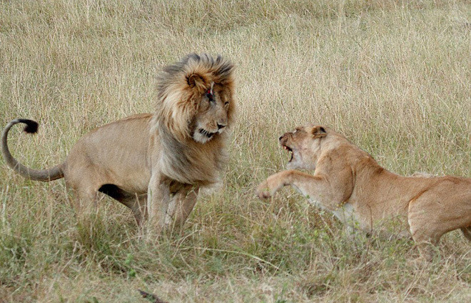 Cú tát trời giáng ngã ngũ trận chiến sư tử ảnh 3