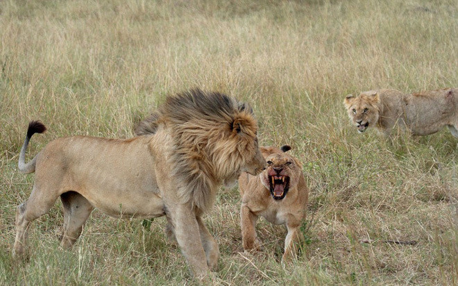 Cú tát trời giáng ngã ngũ trận chiến sư tử ảnh 1
