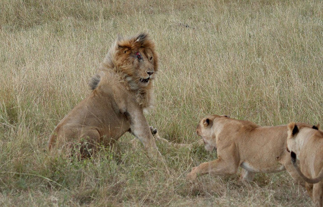 Cú tát trời giáng ngã ngũ trận chiến sư tử ảnh 2