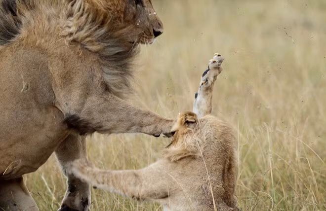 Cú tát trời giáng ngã ngũ trận chiến sư tử ảnh 7