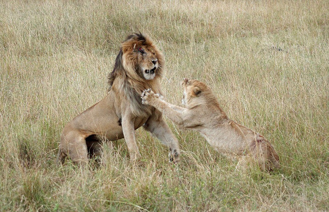 Cú tát trời giáng ngã ngũ trận chiến sư tử ảnh 4